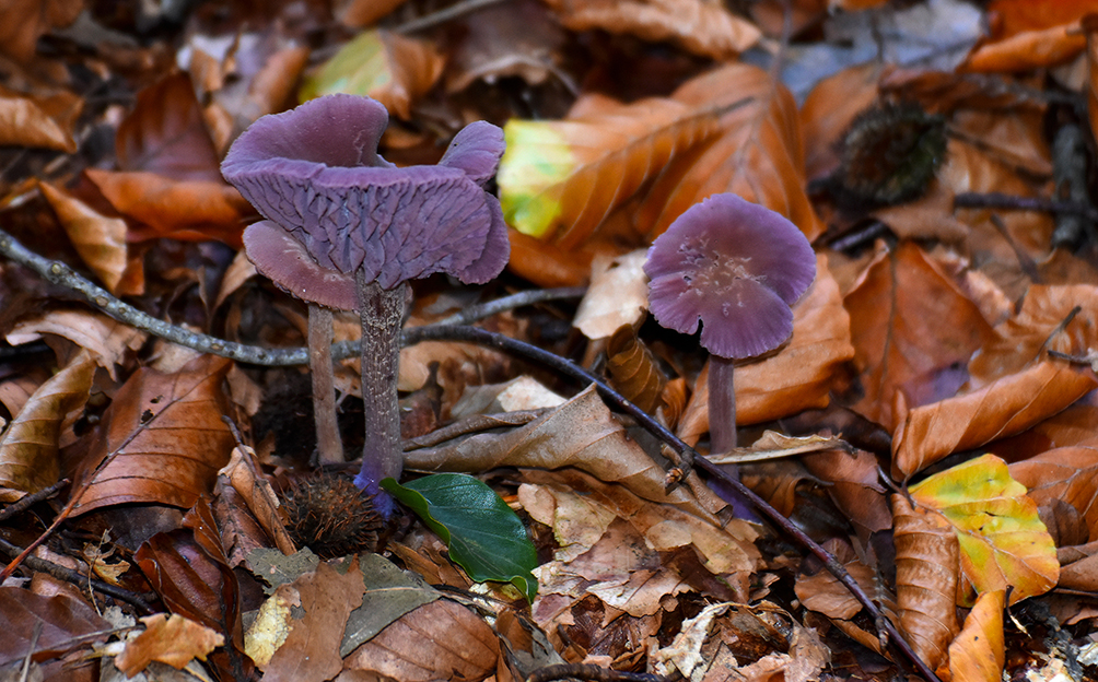 De-amethistzwam-Laccaria-amethystina-ook-wel-rodekoolzwam-genoemd.Copyright-Fransien-Fraanje-DSC_7725