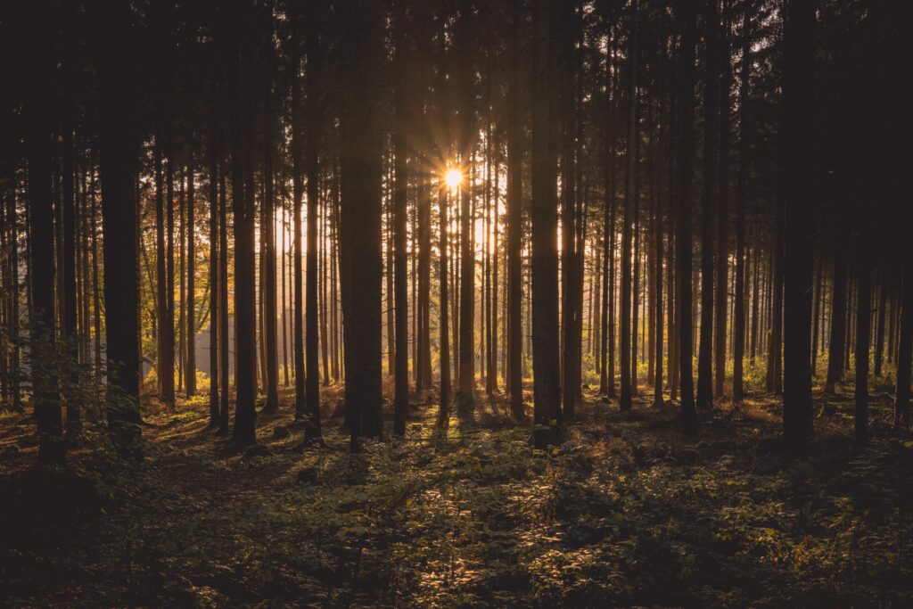 Groepsprogramma voor leiderschapsontwikkeling in de Veluwe