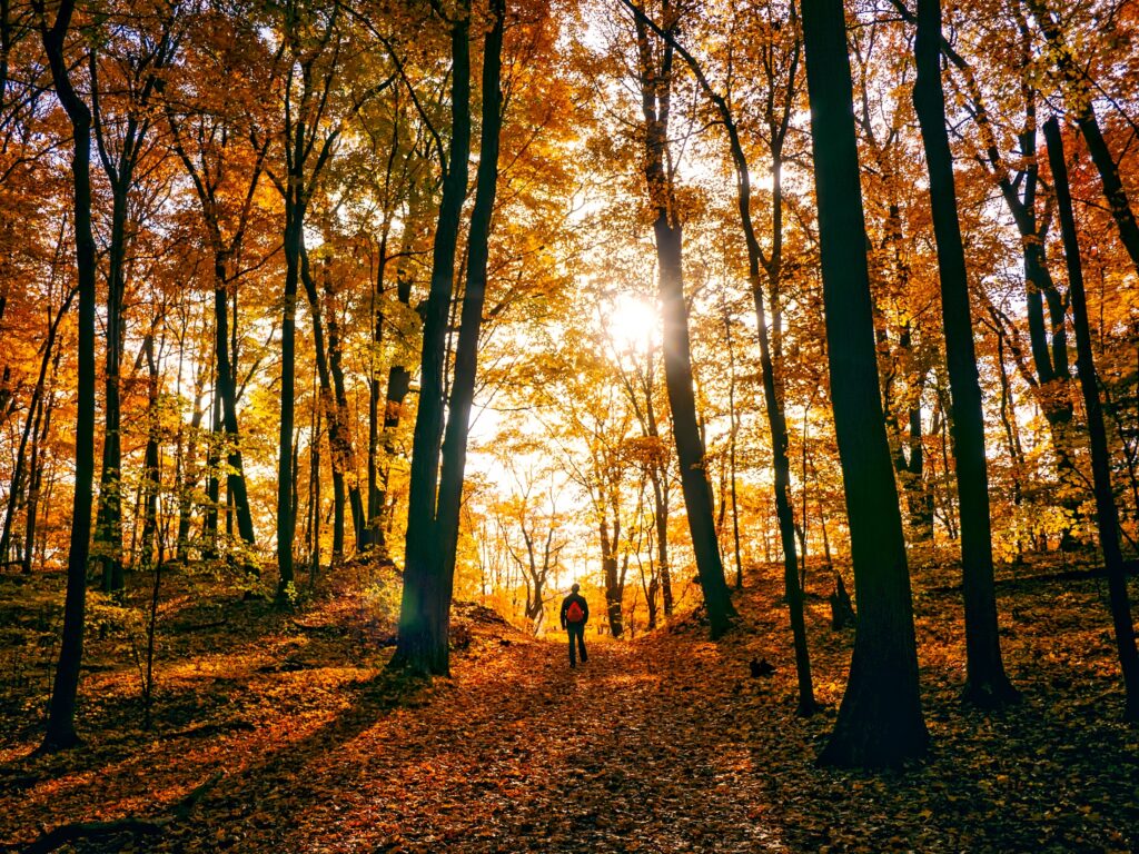 leiderschapsontwikkeling herfst