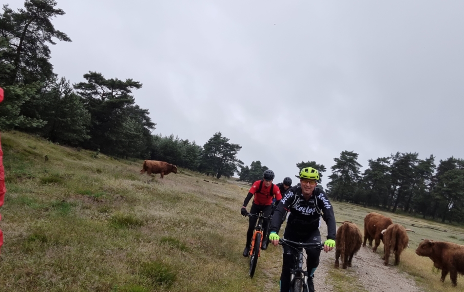 Big Five Veluwe leiderschap fietsers naast Schotse Hooglanders