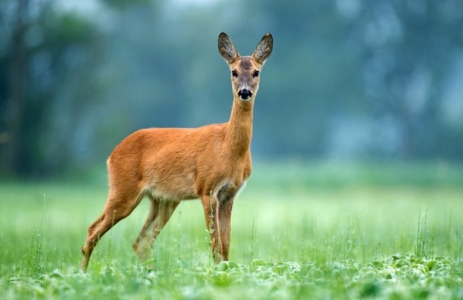 Big Five Veluwe leiderschap ree in de natuur