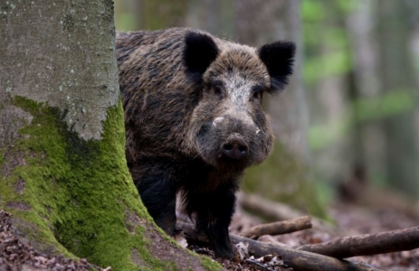 Big Five Veluwe leiderschap wild zwijn in het bos