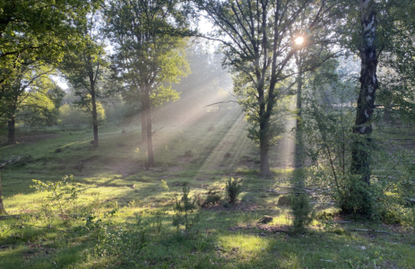 Incompany leiderschap en zintuigontwikkeling zonnestralen door bomen