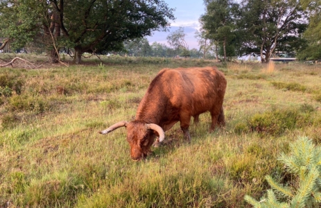 Schotse Hooglander graast in natuurgebied leiderschap presence outdoor