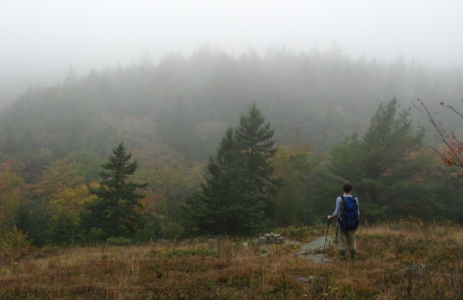 Wandeling in mistig bos voor persoonlijk leiderschap.