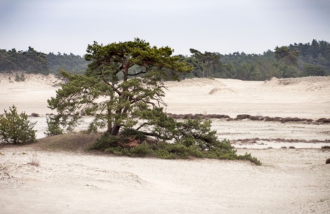 Een eenzame boom in een zandlandschap, omringd door duinen patronen doorbreken