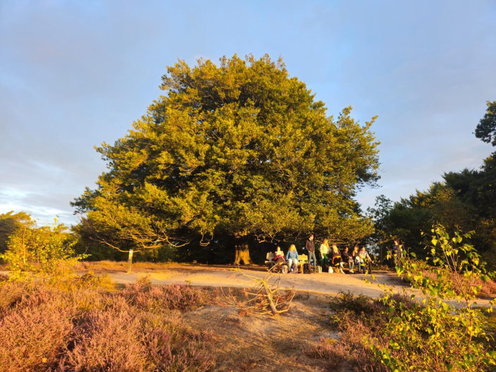 Deelnemers incompany leiderschapstraining bij zonsondergang onder een grote boom op de Veluwe